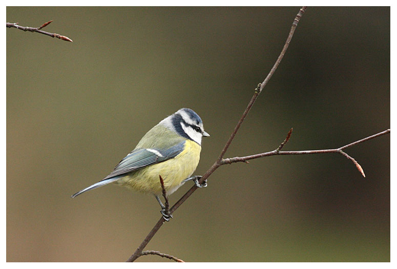 Blue Tit