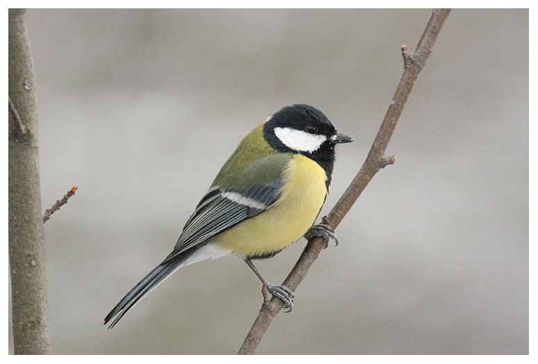 Great Tit