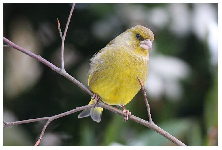 Greenfinch