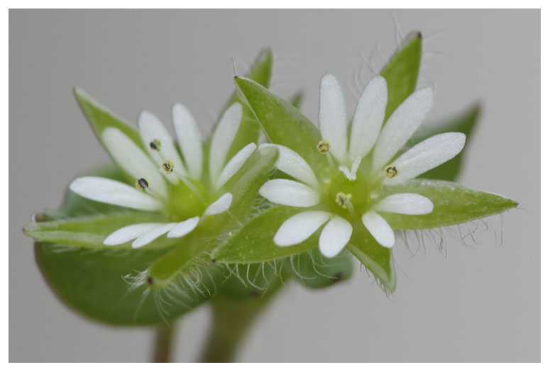 Stellaria media