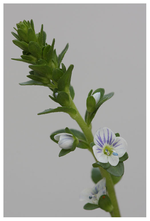 Veronica serpyllifolia