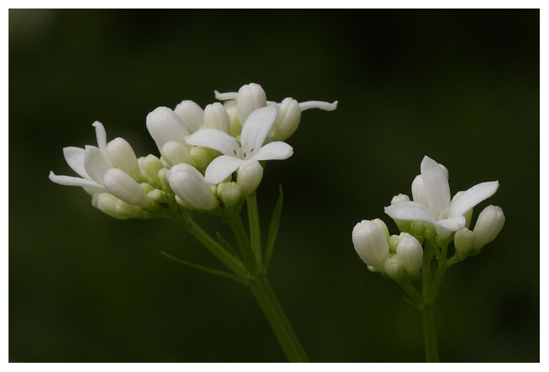 Galium odoratum