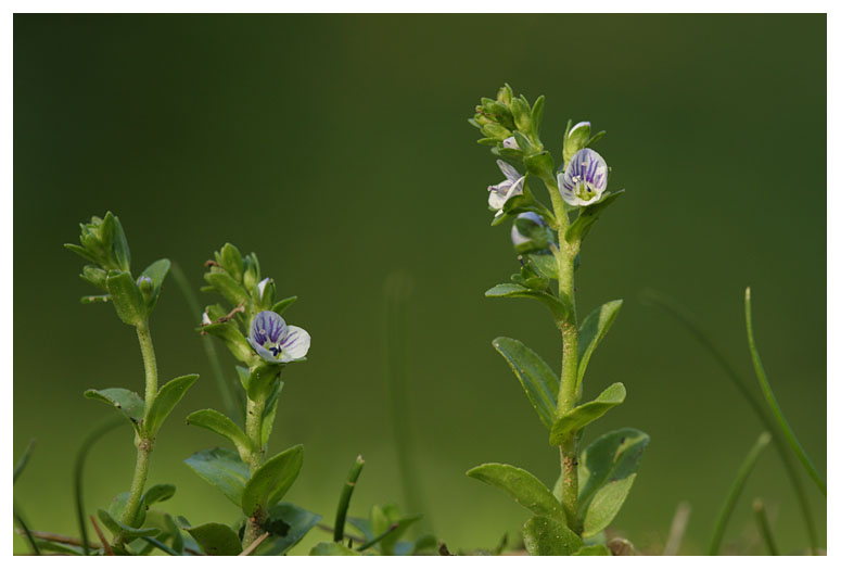 Veronica serpyllifolia