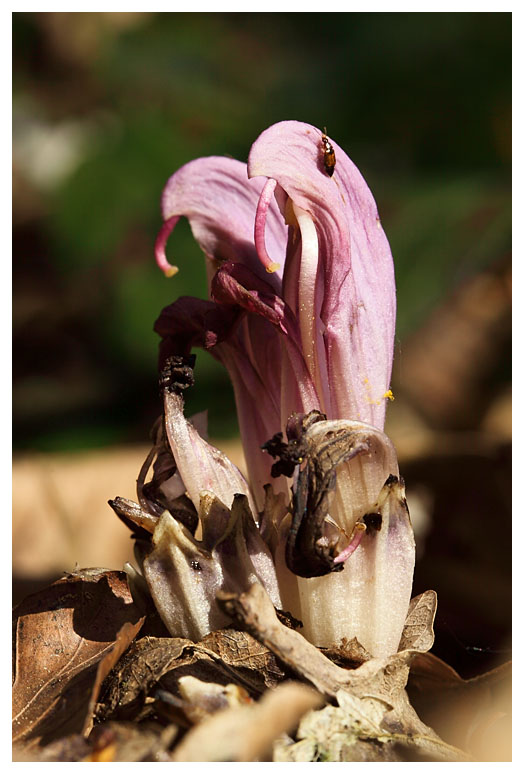 Lathraea clandestina