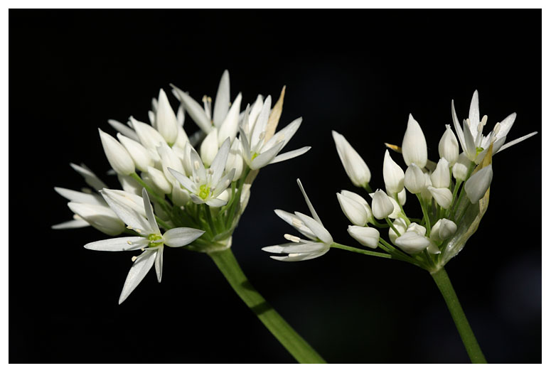 Allium ursinum