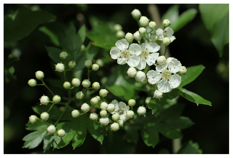 Crataegus monogyna