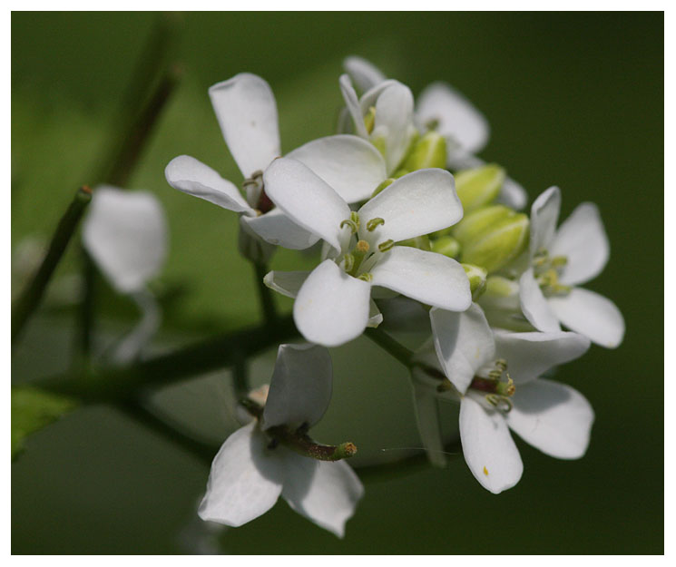 Alliaria petiolata