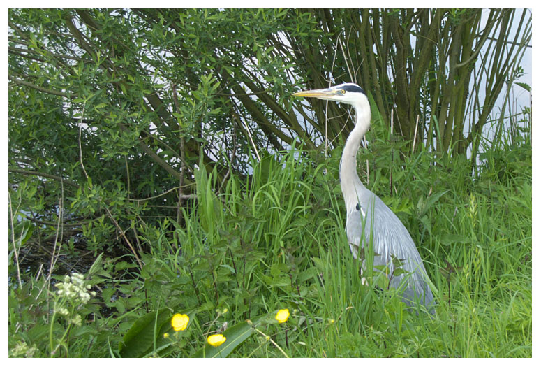 Grey Heron