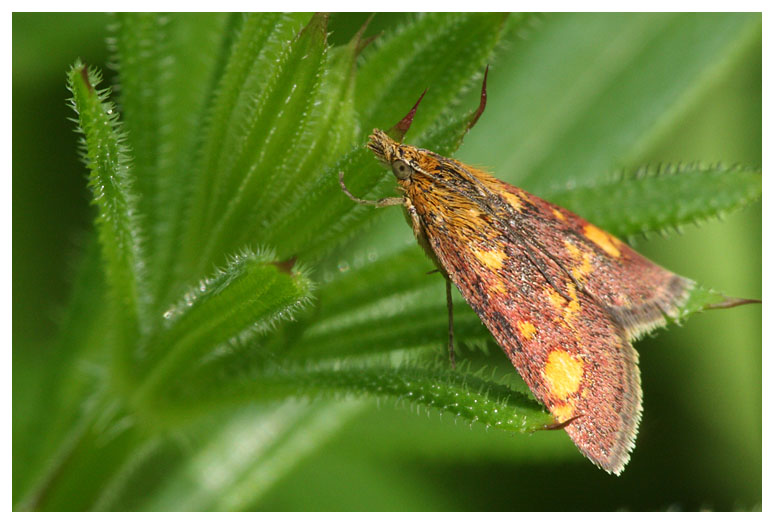 Pyrausta aurata