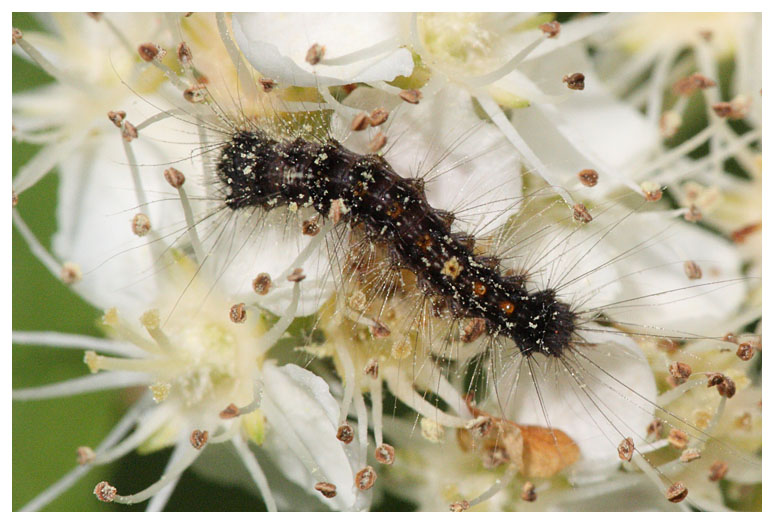 Lymantria dispar