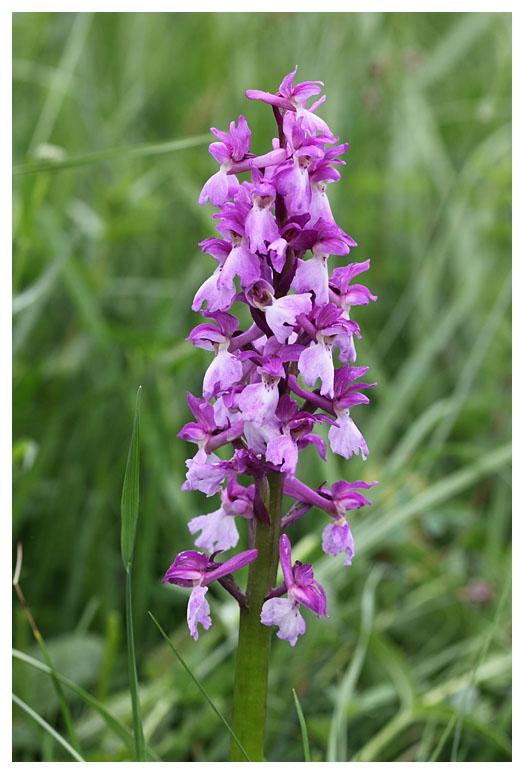 Orchis mascula
