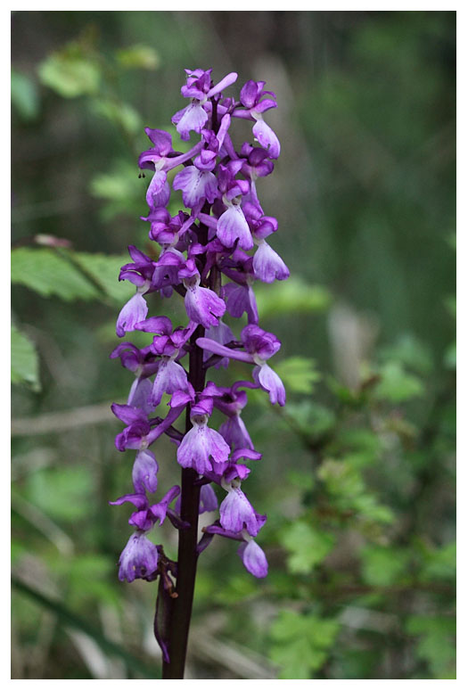 Orchis mascula
