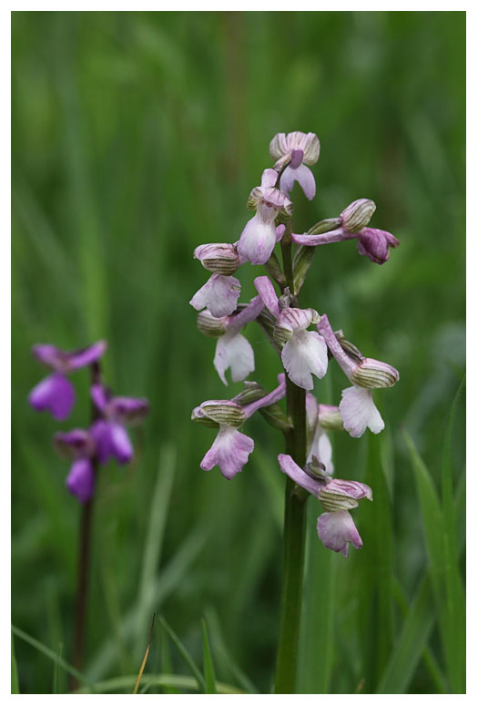 Orchis morio