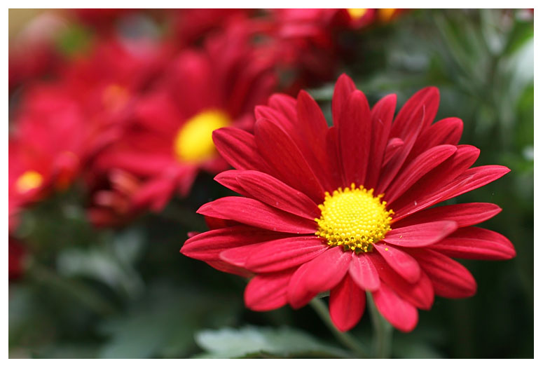 Osteospermum 