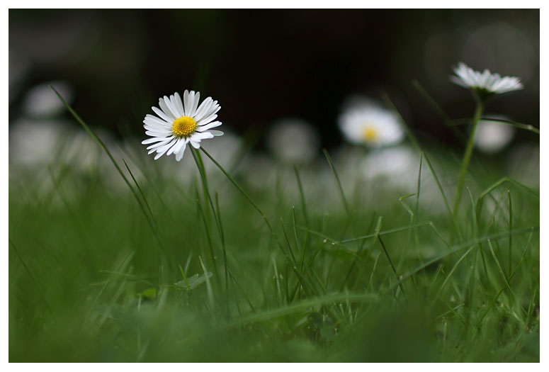 Bellis perennis
