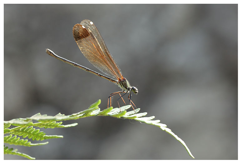 Calopteryx haemorrhoidalis (f)