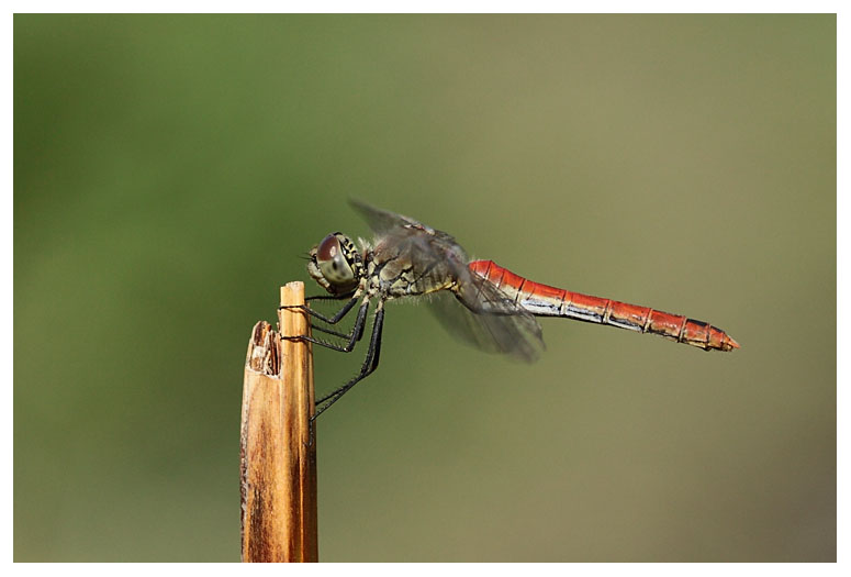 Sympetrum vulgatum