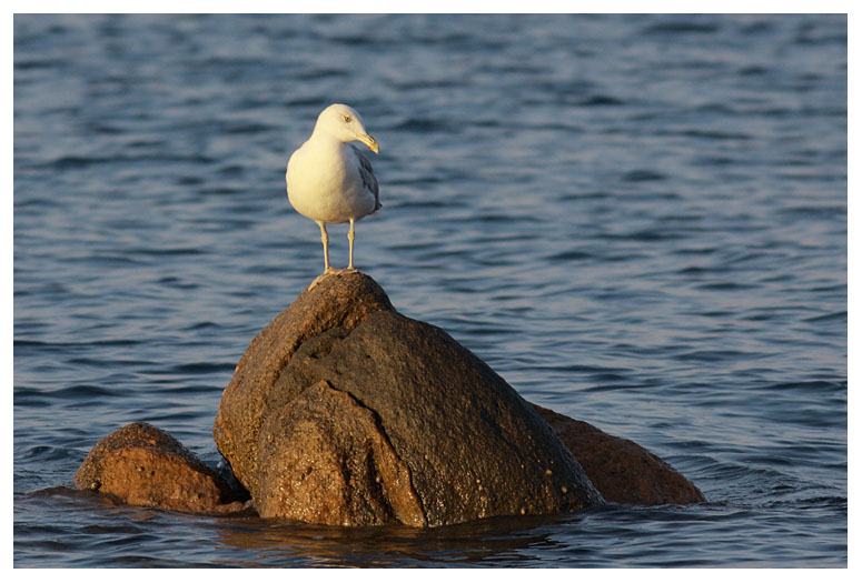 Yellow-legged Gull 