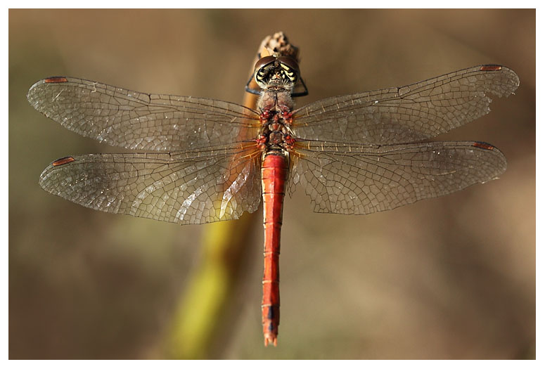 Sympetrum fonscolombii