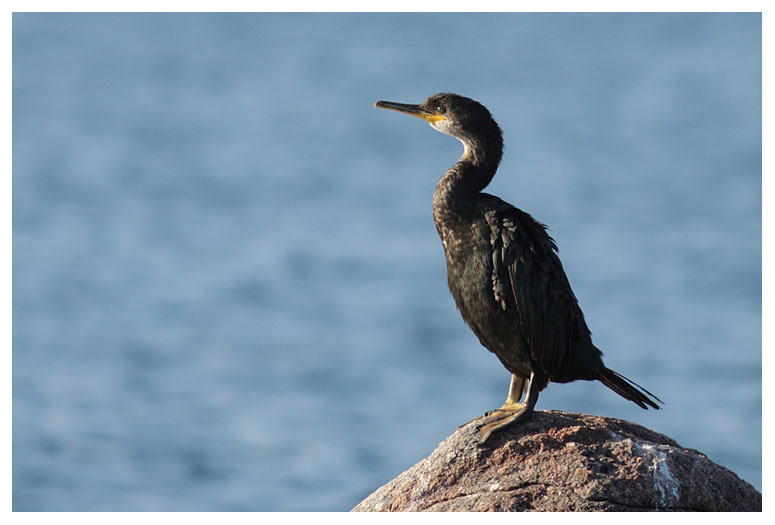 Great Cormorant
