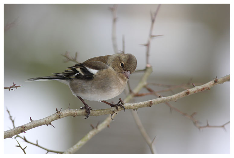 Chaffinch (female)