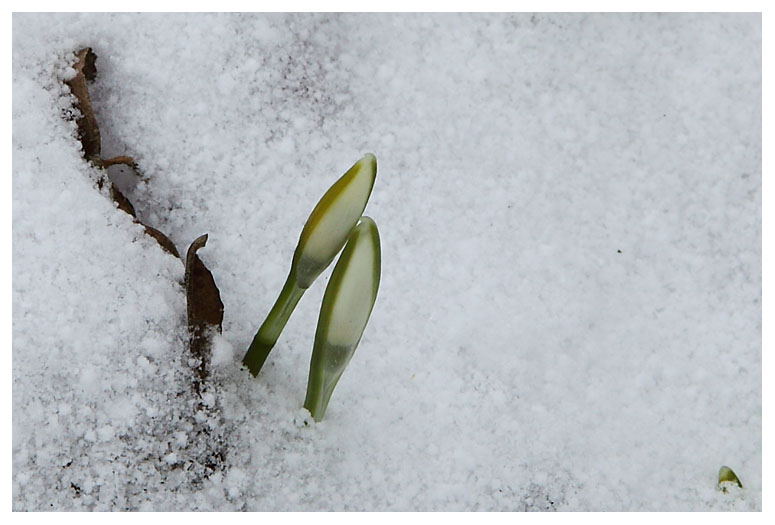 Perce-neige