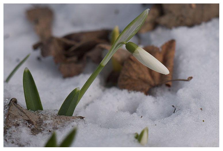 Galanthus nivalis