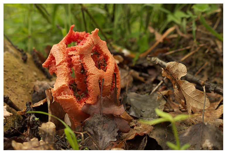 Clathrus ruber