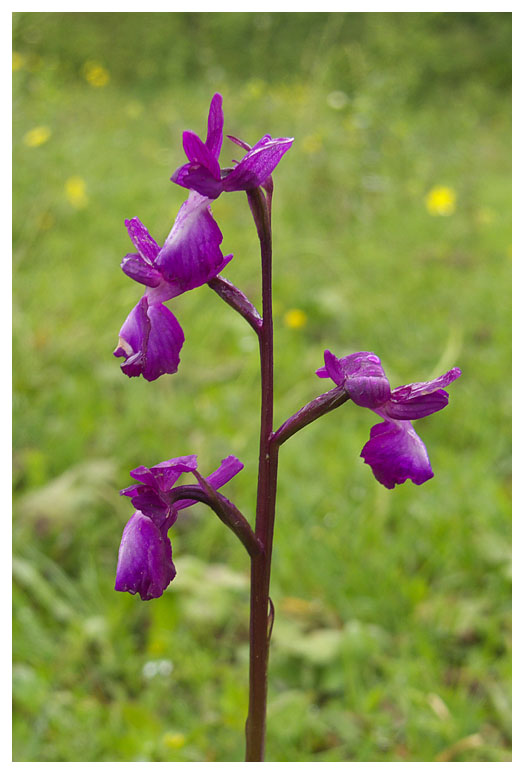 Orchis laxiflora