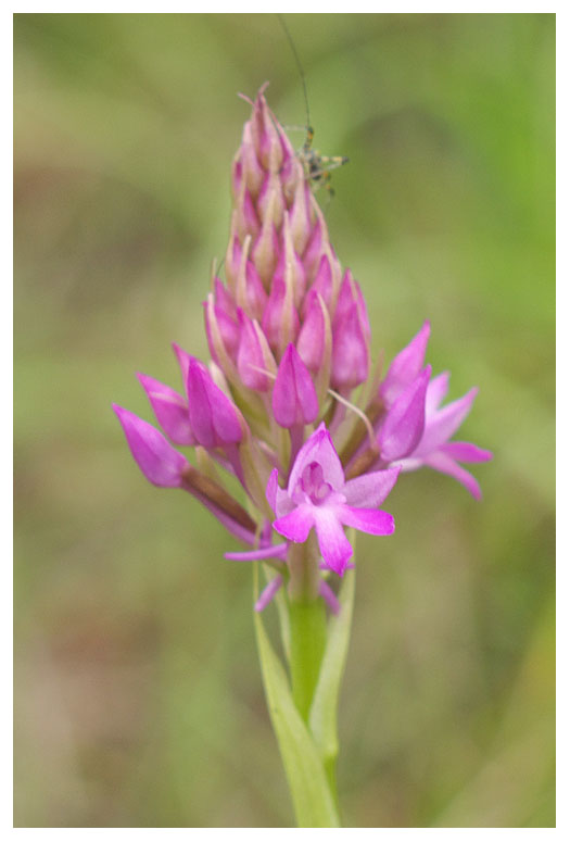 Anacamptis pyramidalis