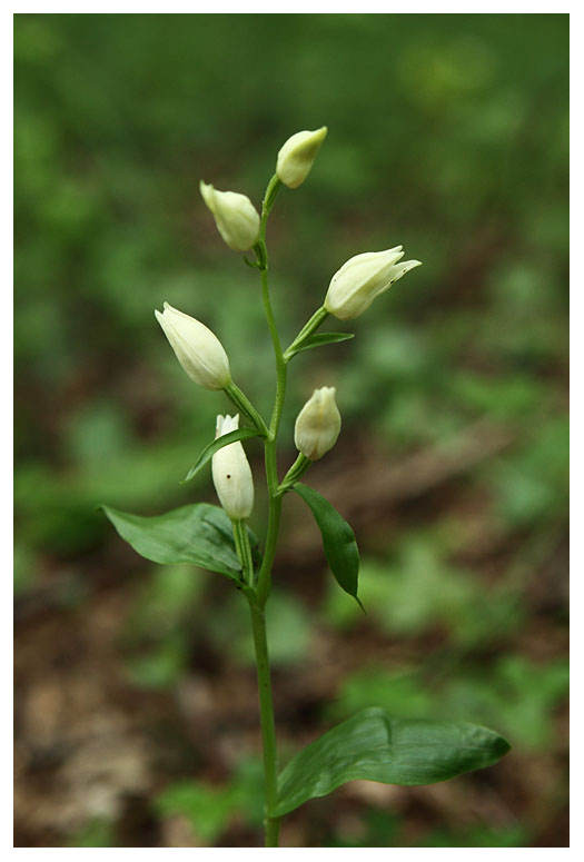 Cephalanthera damasonium