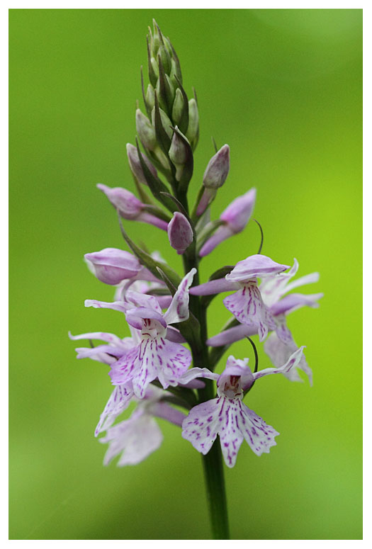 Dactylorhiza fuchsii