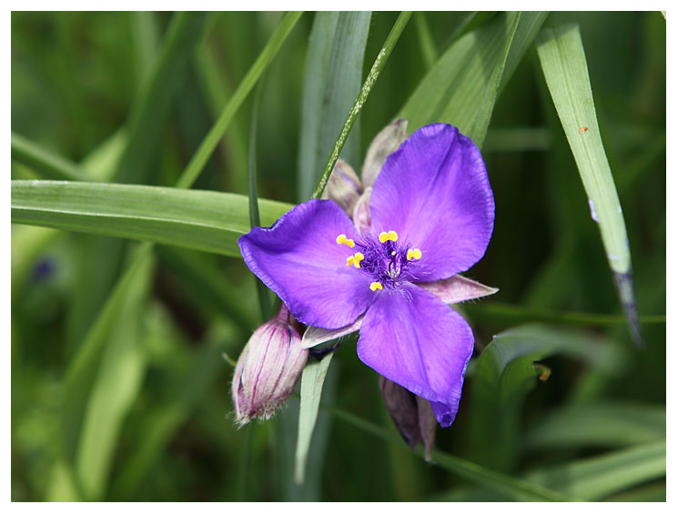 Eendagsbloem