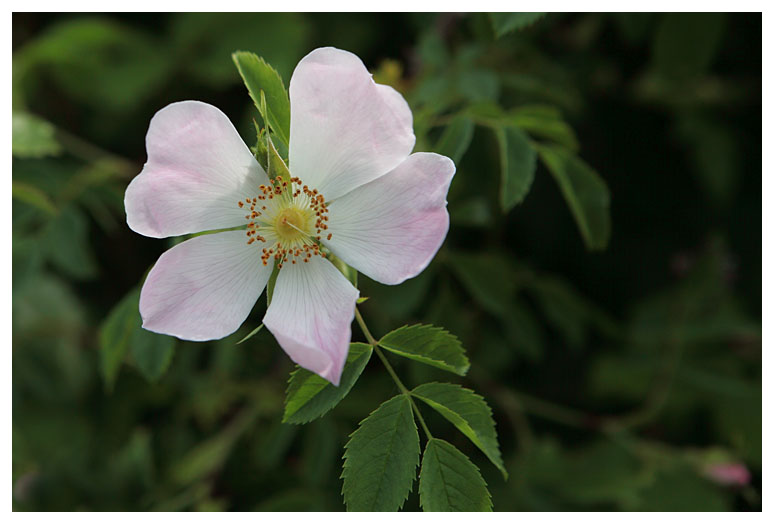 Rosa