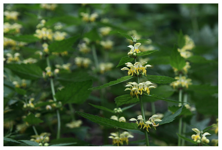 Lamium galeobdolon