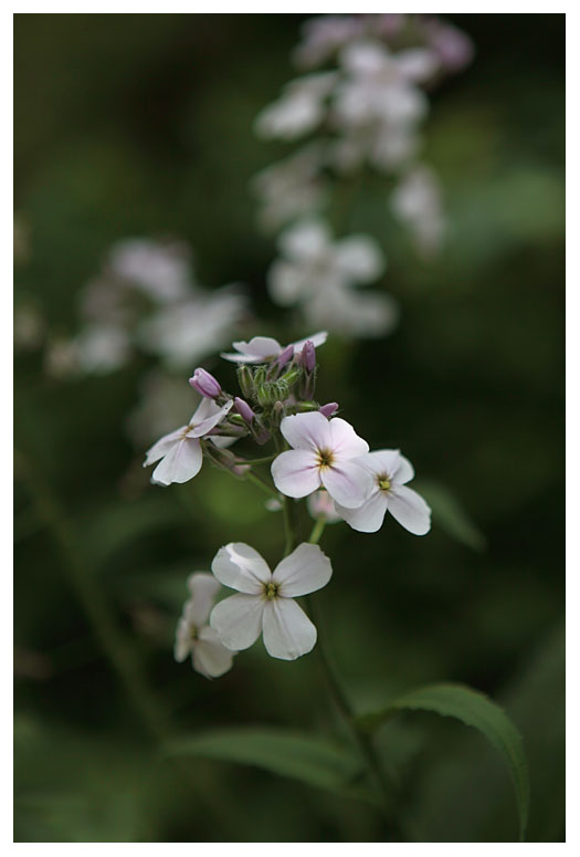 Hesperis matronalis