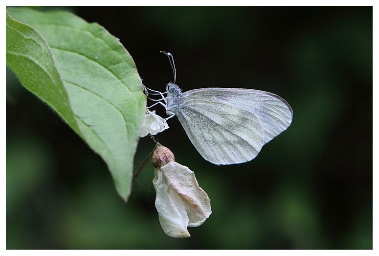 Leptidea sinapis