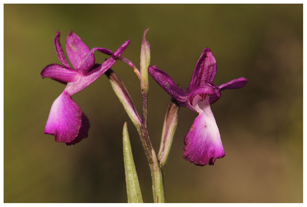 Orchis laxiflora