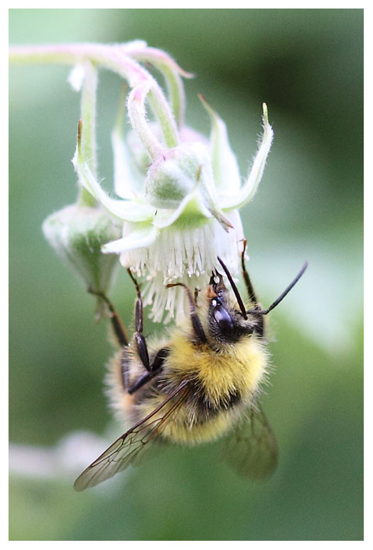 Bombus hortorum