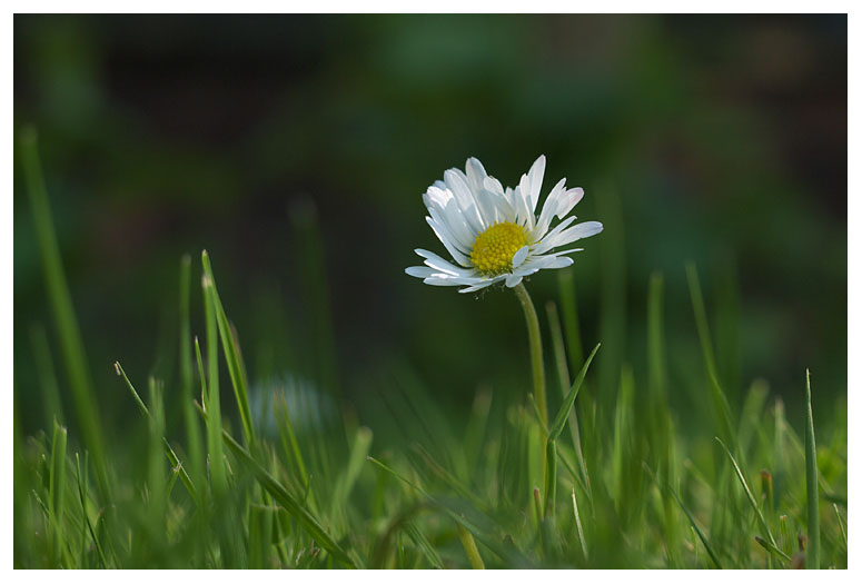 Bellis perennis