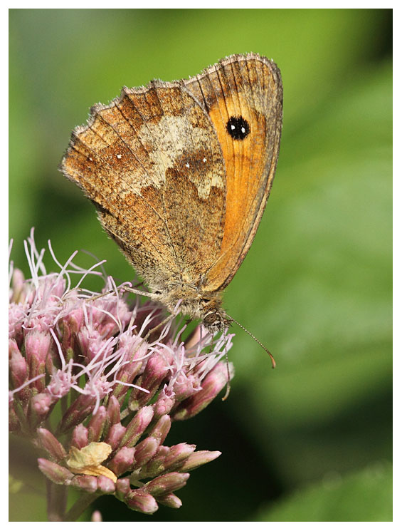 Pyronia tithonus