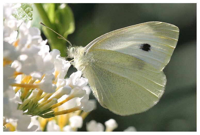 Pieris rapae