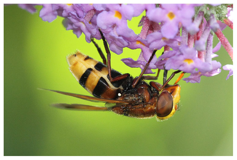 Volucella zonaria