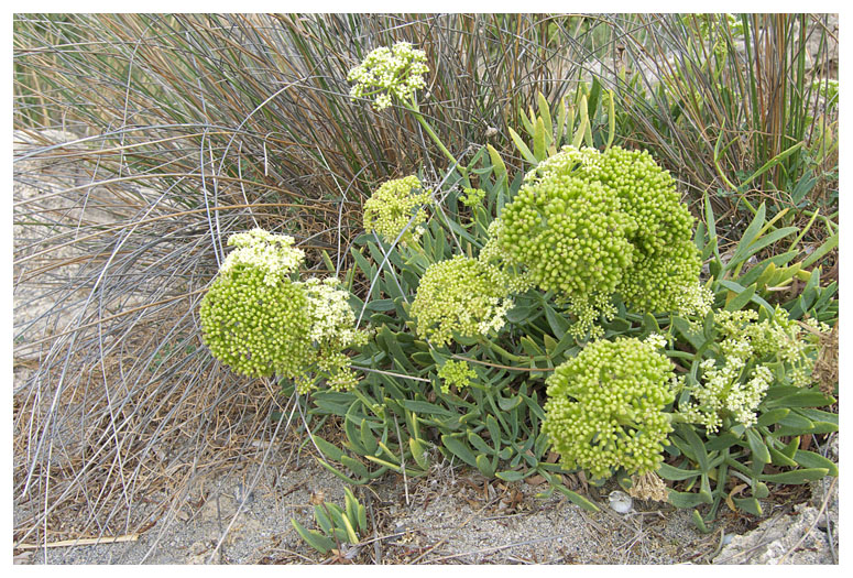Crithmum maritimum