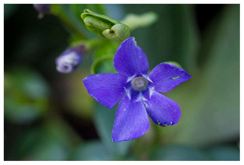 Vinca minor
