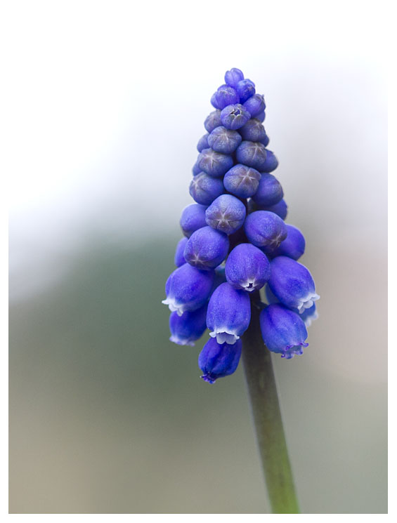 Muscari botryoides