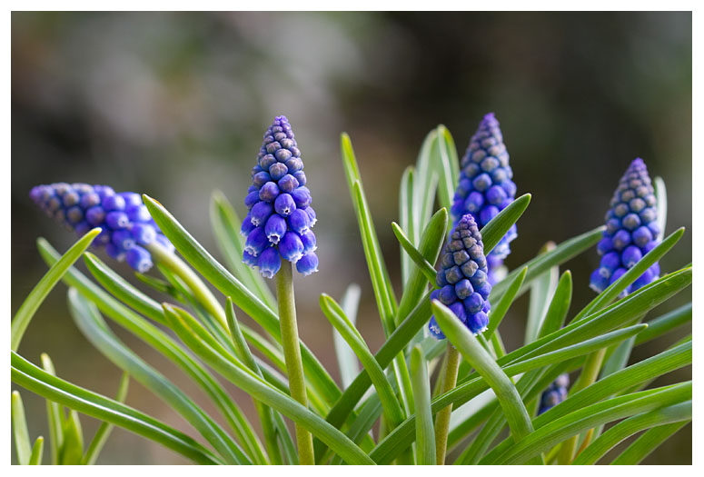 Muscari botryoides
