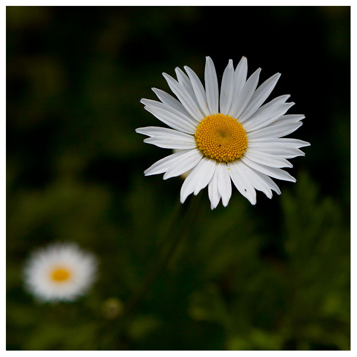 Leucanthemum vulgare 