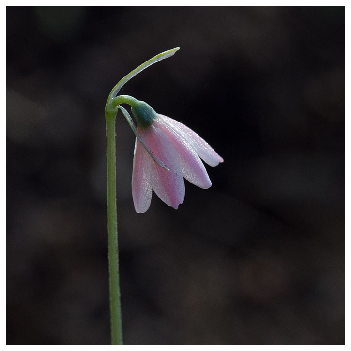 Leucojum roseum