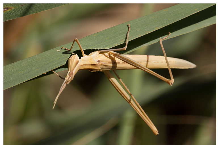 Acrida ungarica mediterranea